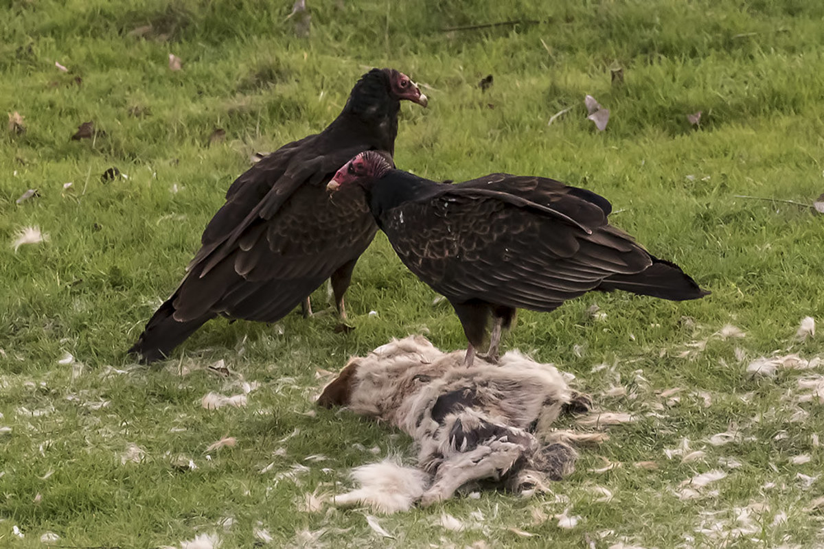 Buzzards Always Eat Their Dead Carcasses With Other Buzzards.