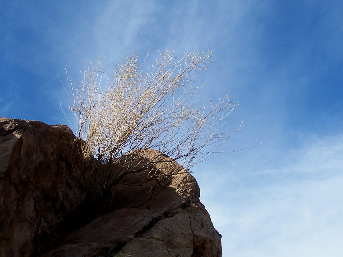 Tumbleweeds Always Stand Guard Atop a Mountain Looking For Danger.