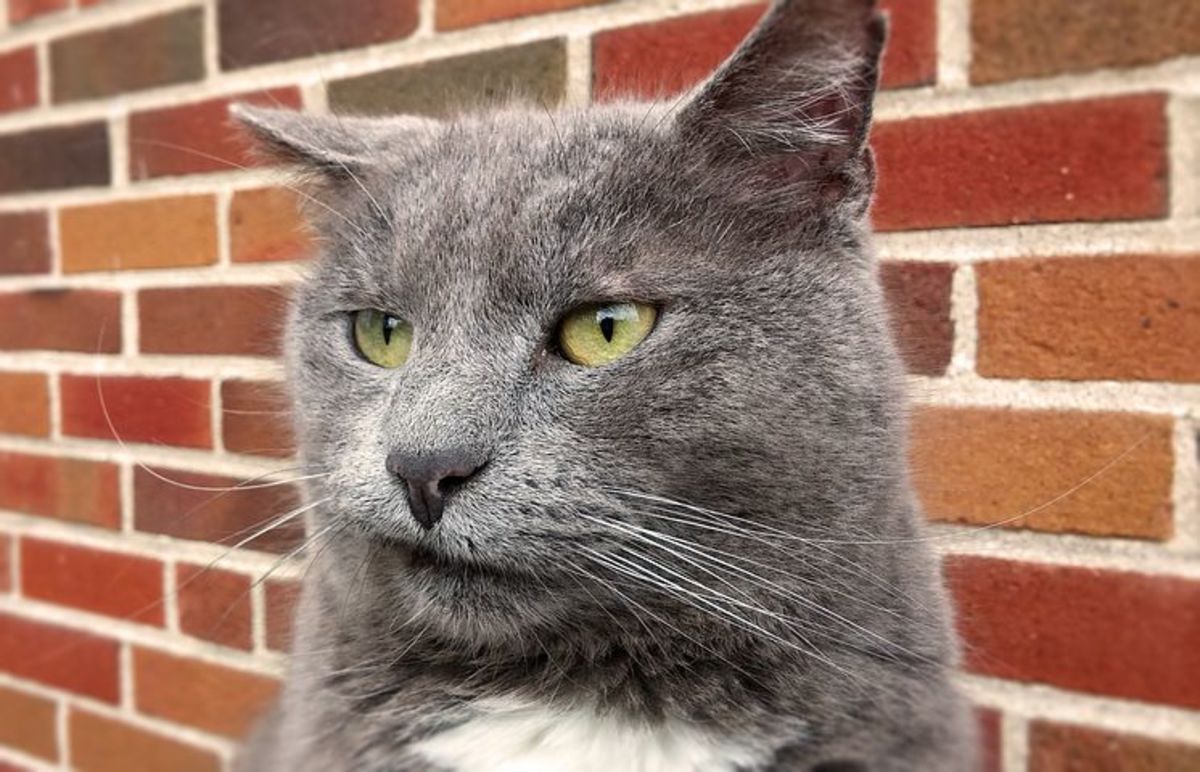 This cat just might be plotting your demise. 