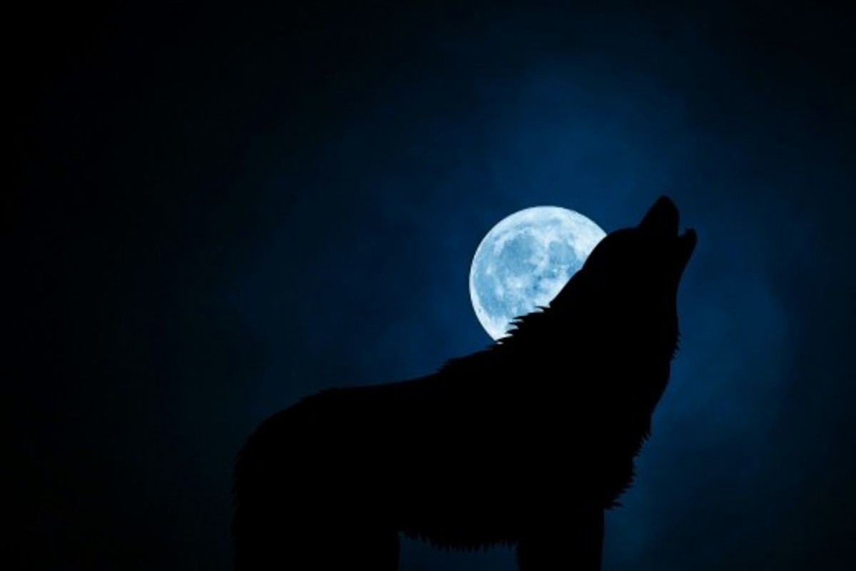 Wolf howls