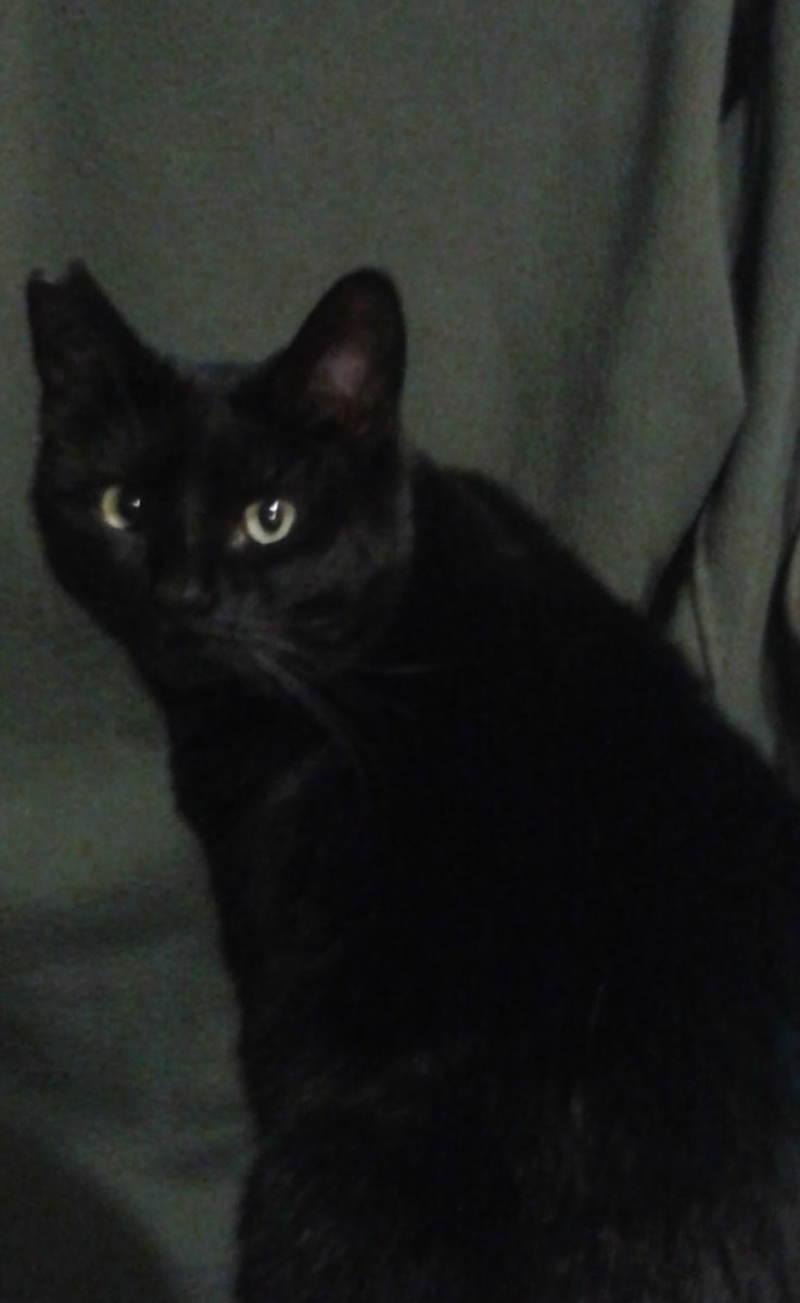 poem-lucky-black-cat