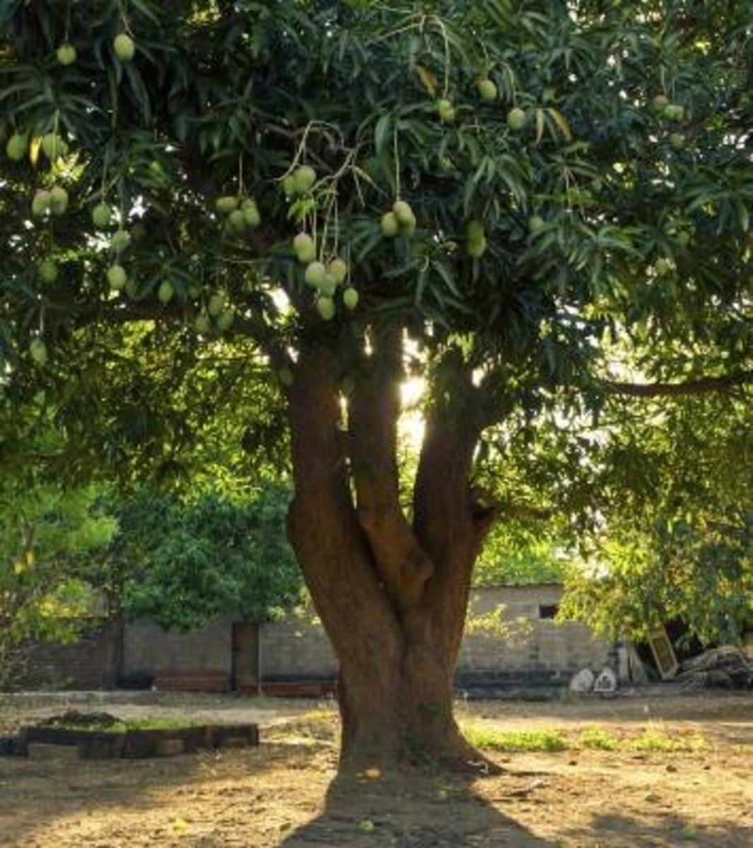 Манго Египет дерево