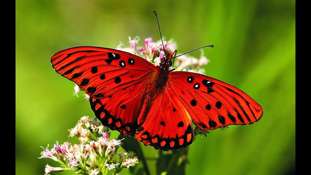 butterflies-a-miracle-of-love-saturdays-inspiration-15-to-john-hansen