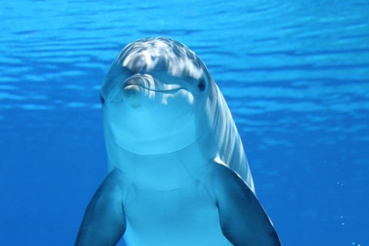 Dolphin smiling at you.