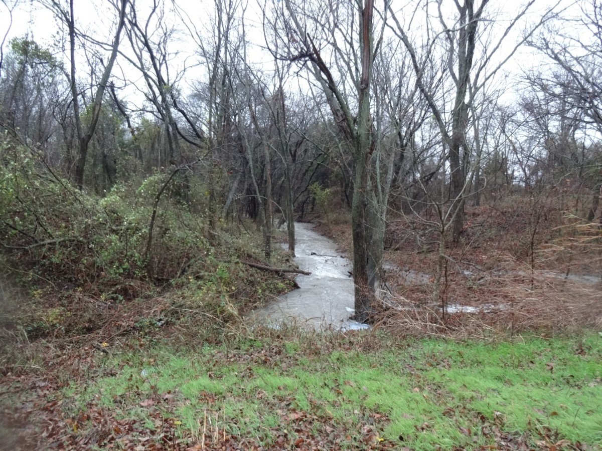 A fresh water creek ran through the woods near the campsite.