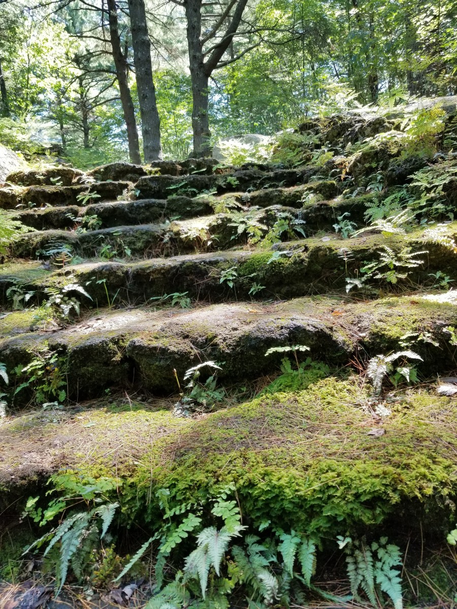 Stone steps covered with moss and fern make soft landings for small creatures.