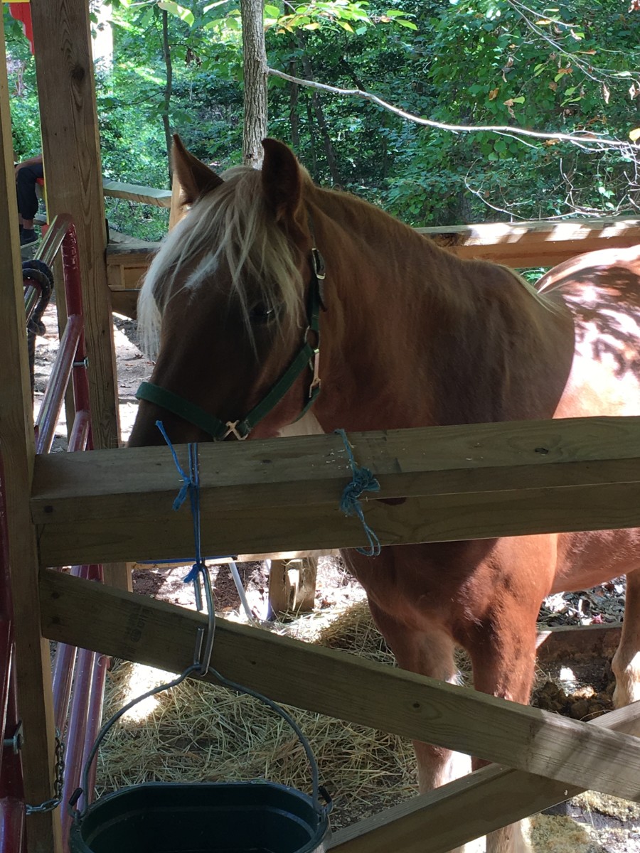 World's most tolerant pony ride pony, Tiny. 