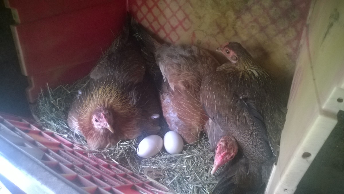 Dad pointed out that he has eggs in his basket.