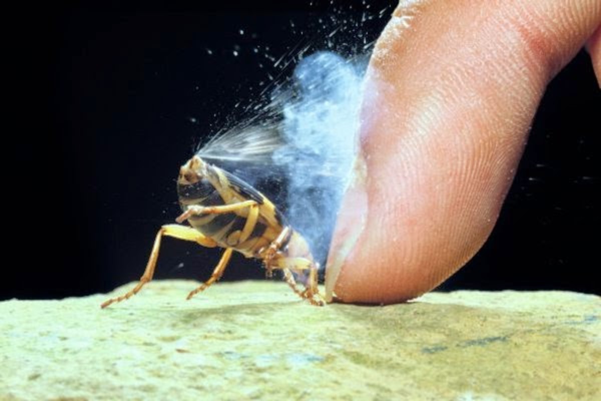 The attack organ of a bombardier beetle set in motion
