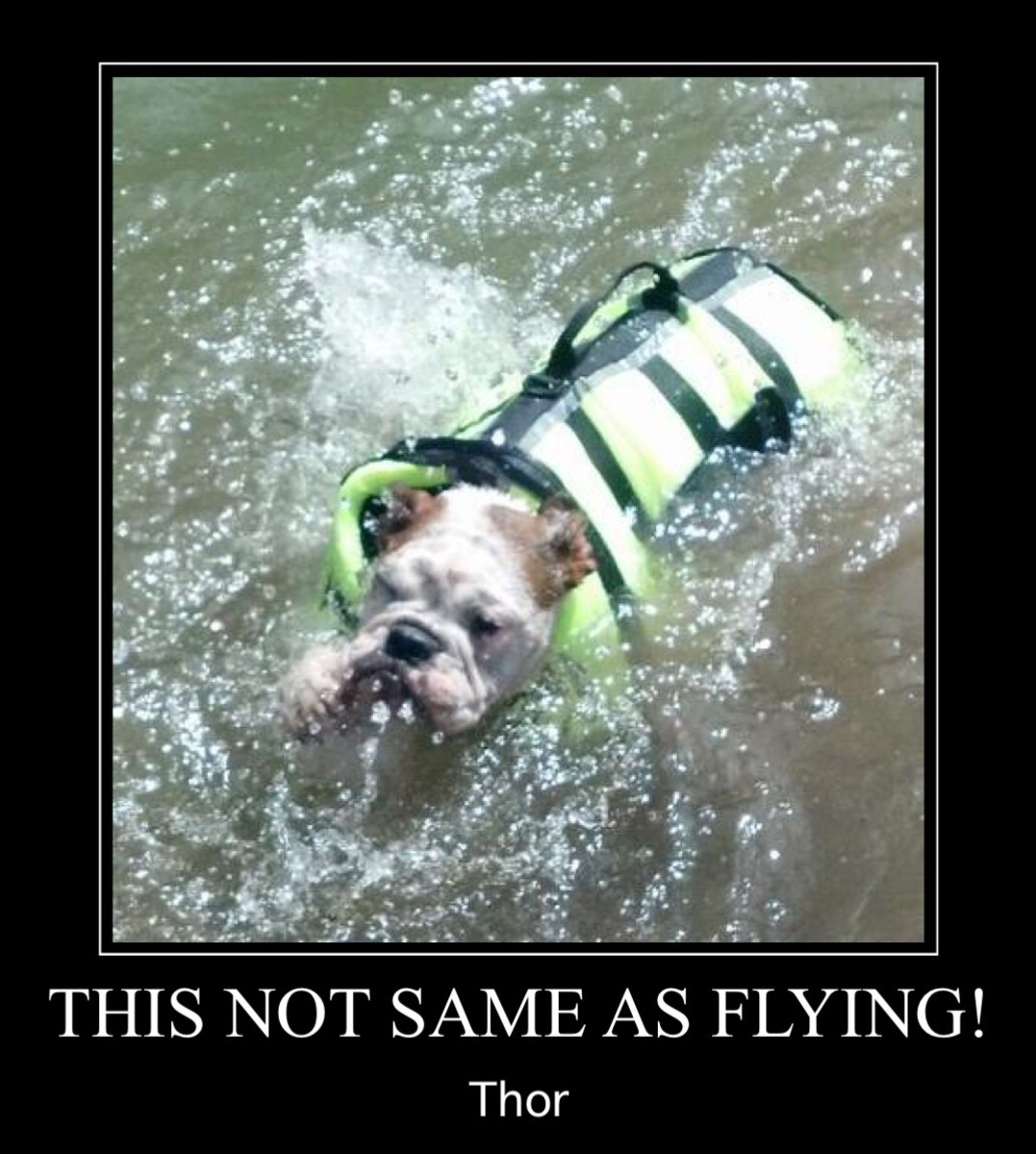 Flying Dog 