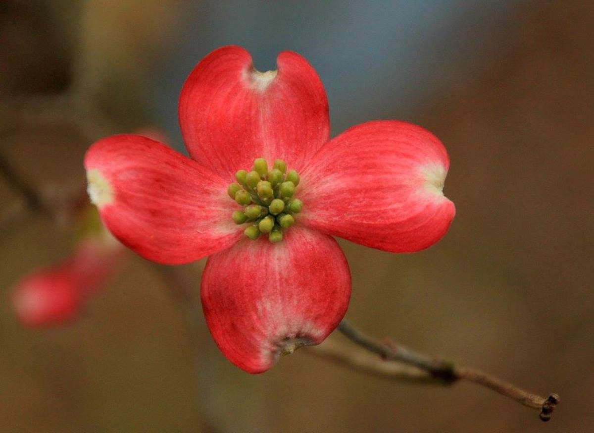 An unusual red dogwood flower