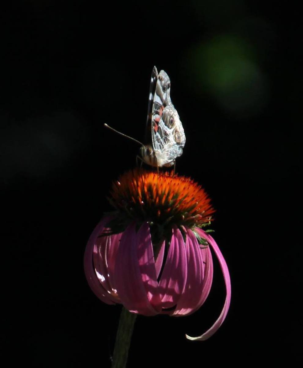 Purple coneflower with butterfly