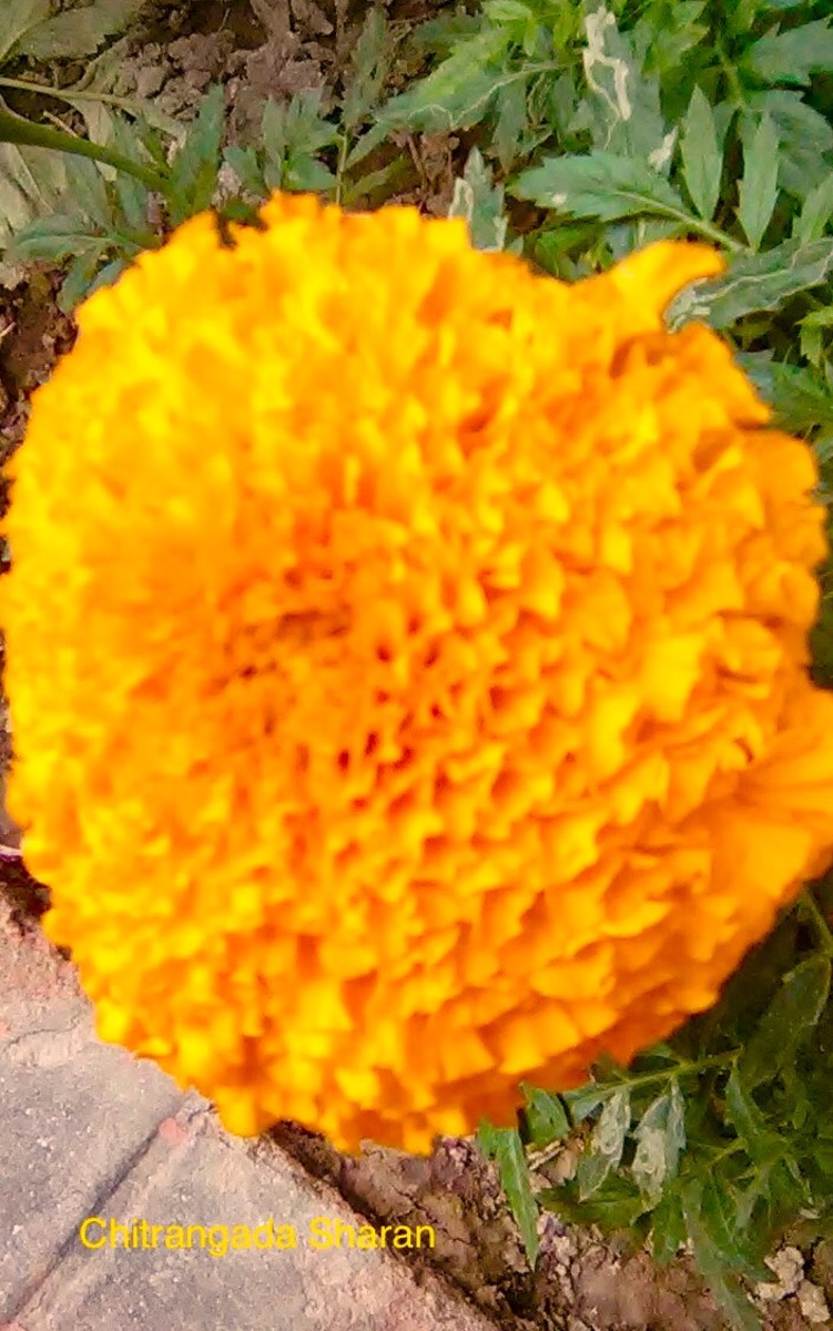 —And the Sunshine Yellow Marigold flower 