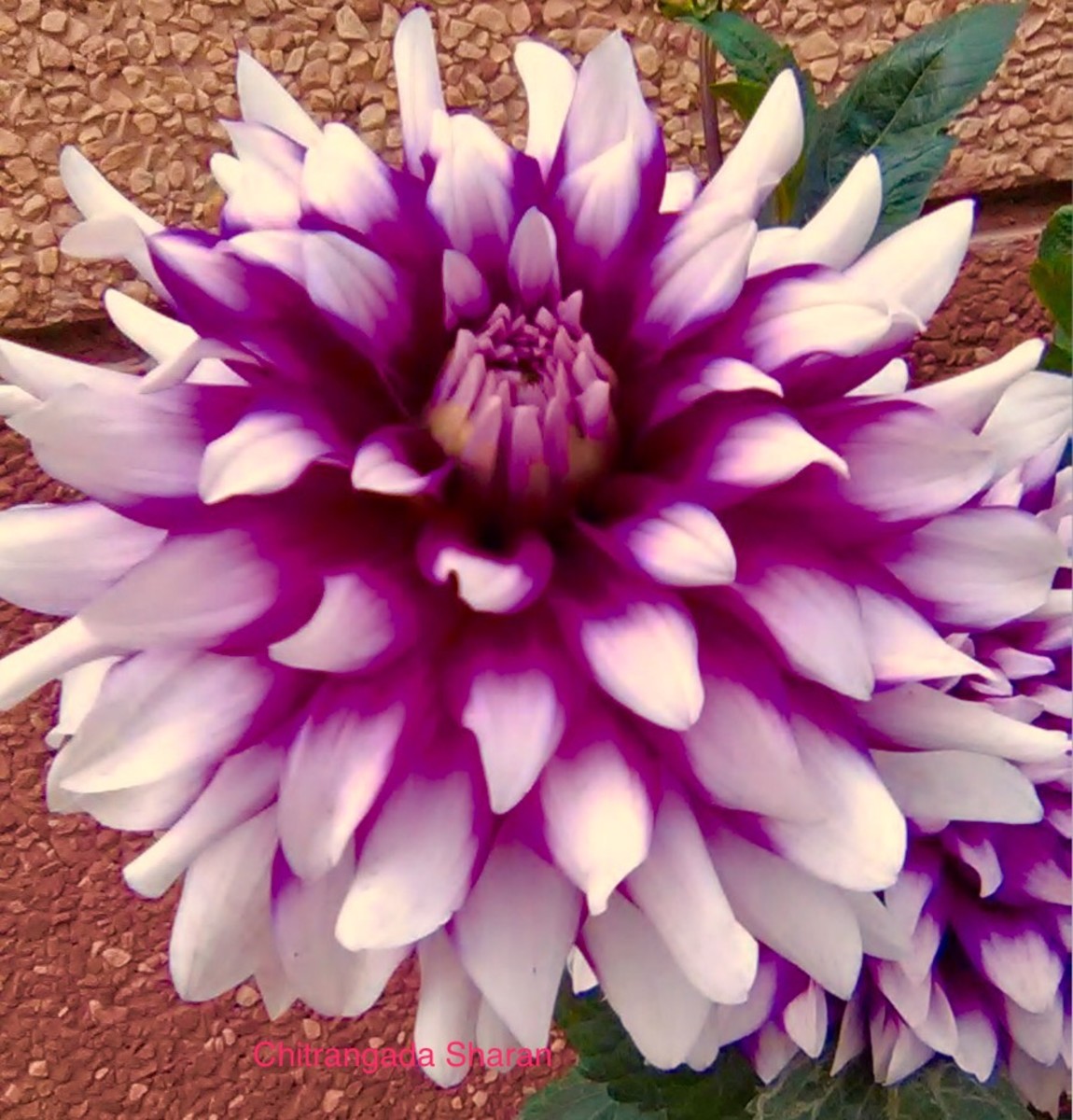 The charming Pink Dahlia, lovely colour combination 