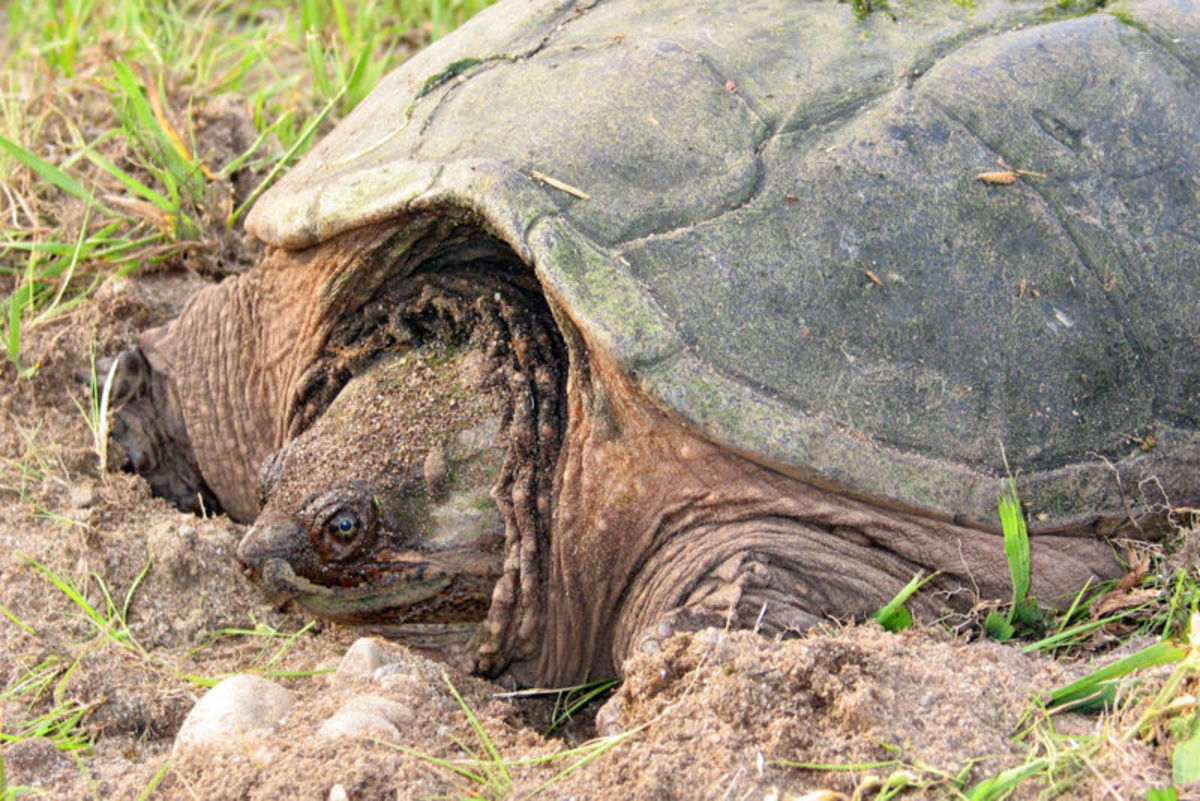 Need Some Trouble? It's a Snap-ping Turtle - LetterPile