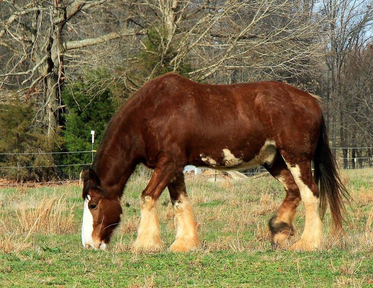 A bay Clydesdale with splashy white markings.