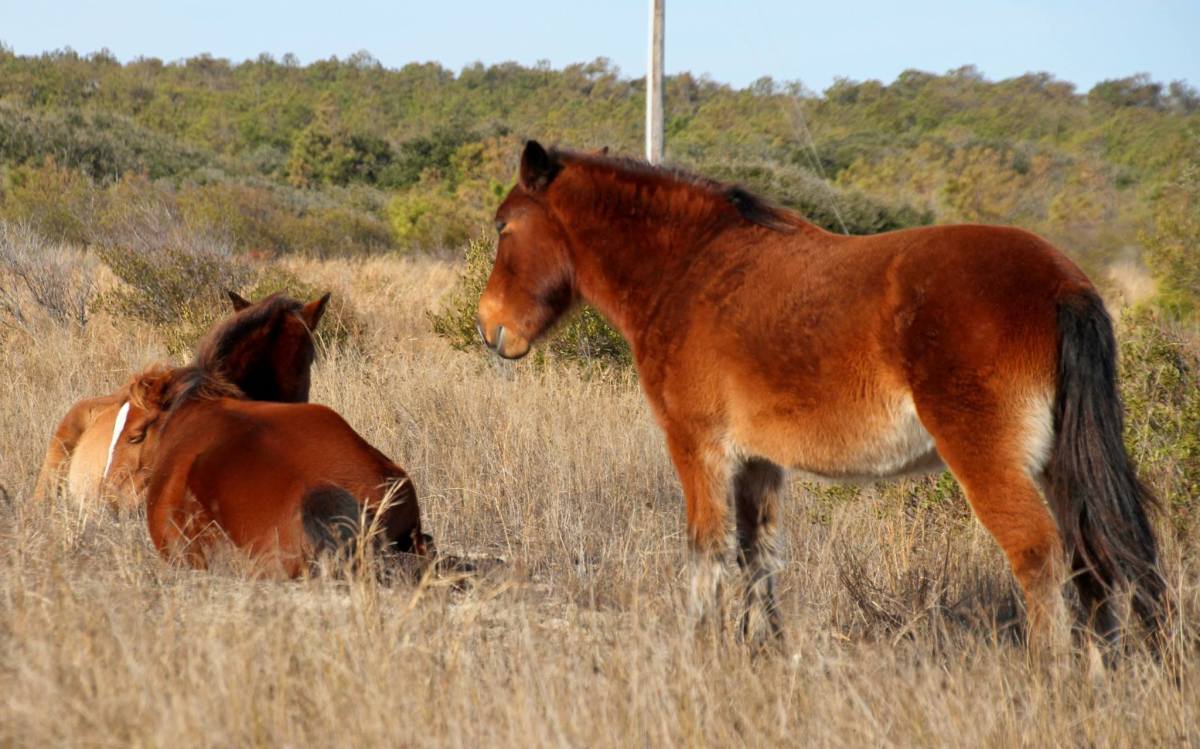 A group of Corolla Wild Horses on North Carolina's Outer Banks.