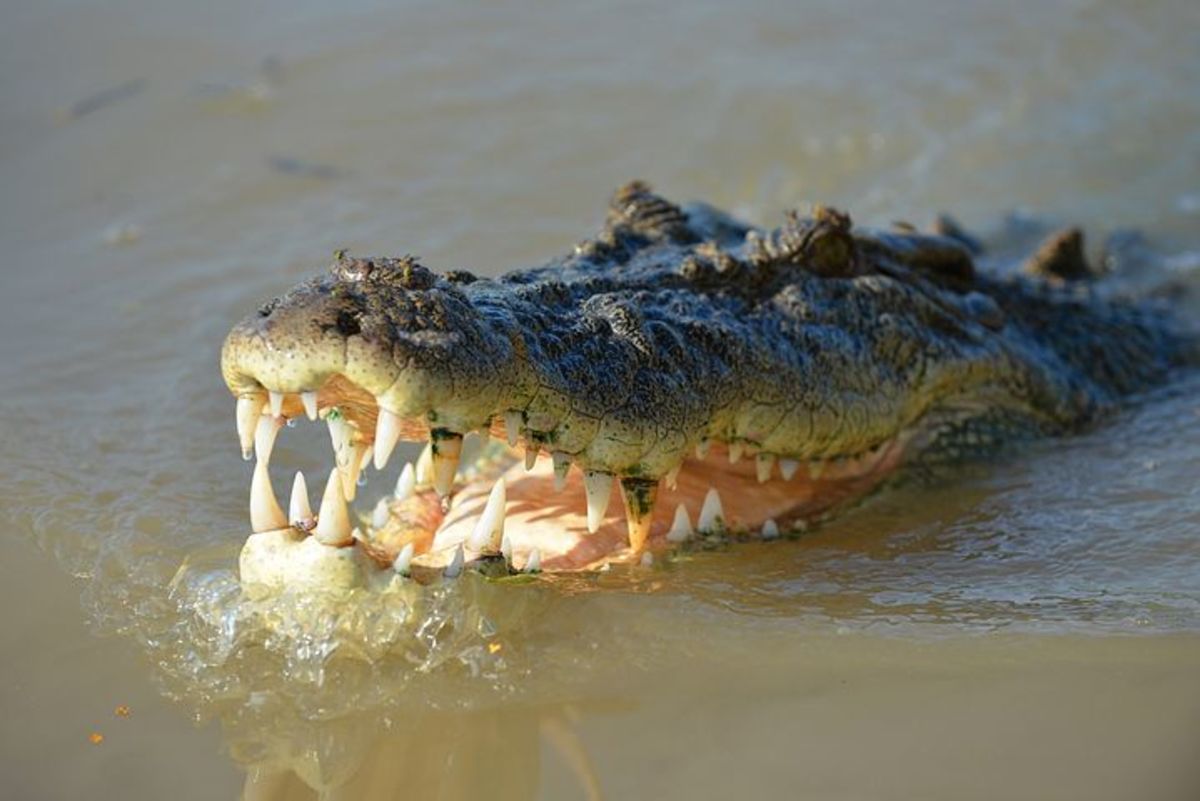crocodile-tears-poetry