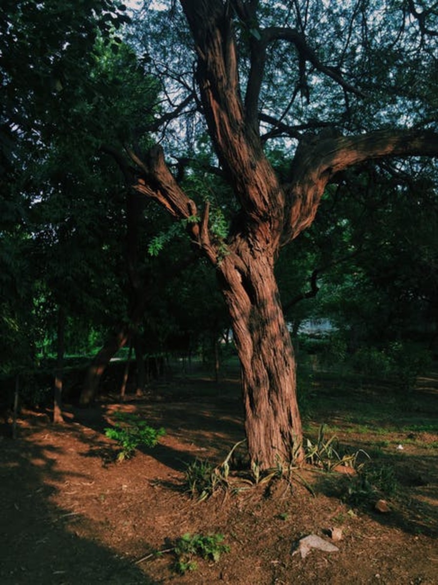 Old shade tree.