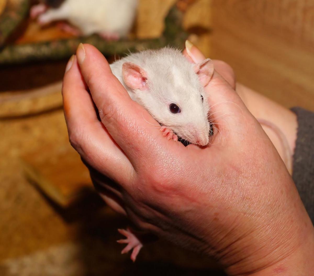 Ohhhh, how sweet! Every pretty girl loves a cute little rat for a pet. But one little rat can cause thousands in damage if the rats aren't dealt with.
