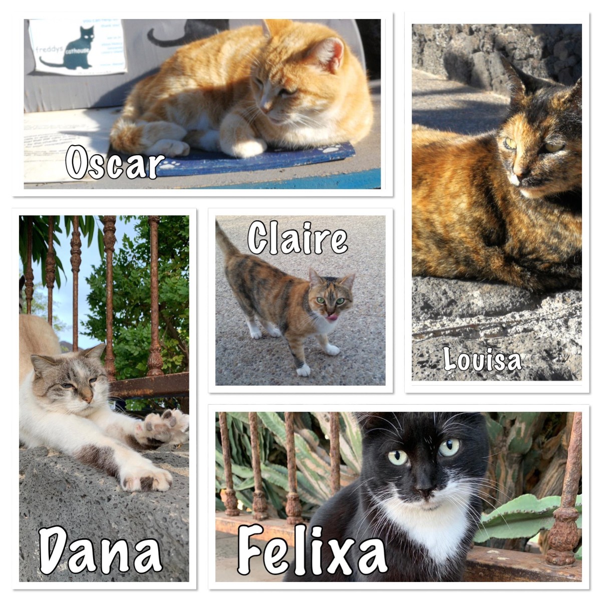 feral-cats-of-playa-blanca-lanzarote-part-five