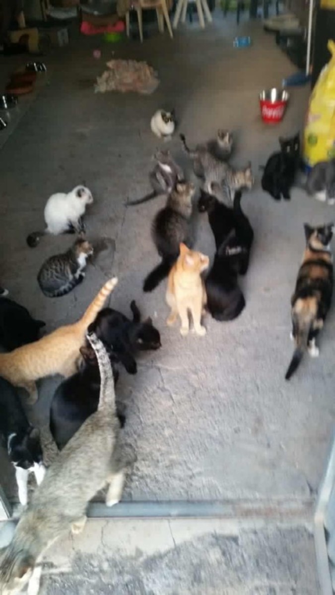 Feral Cats Of Playa Blanca, Lanzarote. Part Five - LetterPile