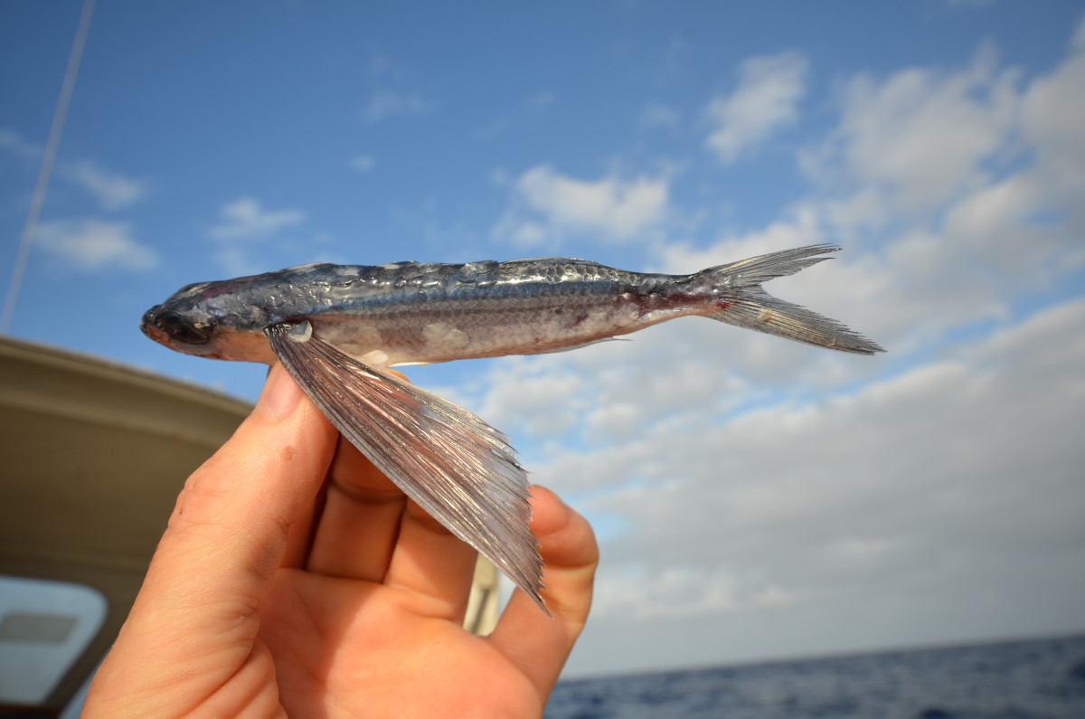 Flying fish were daily visitors