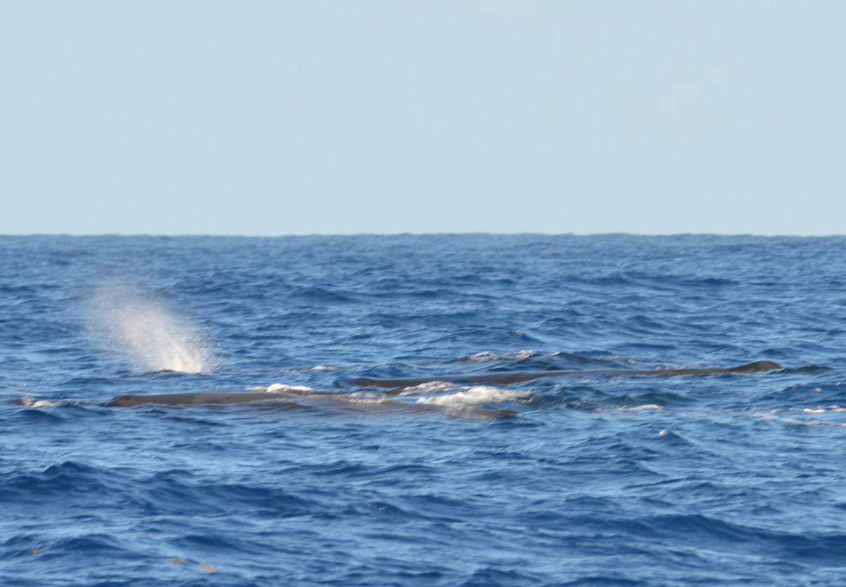 A group of 3 or 4 sperm whales