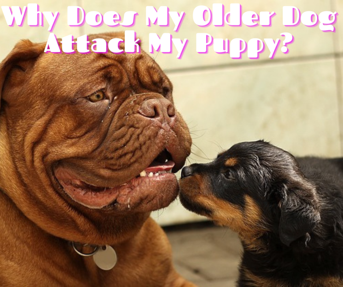 Learn how to deal with an older dog who is aggressive towards a new puppy.