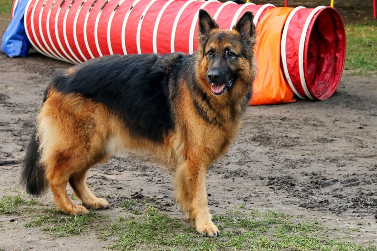 german shepherd service dog training