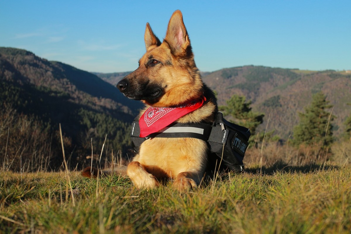 Can a German Shepherd be a service dog?