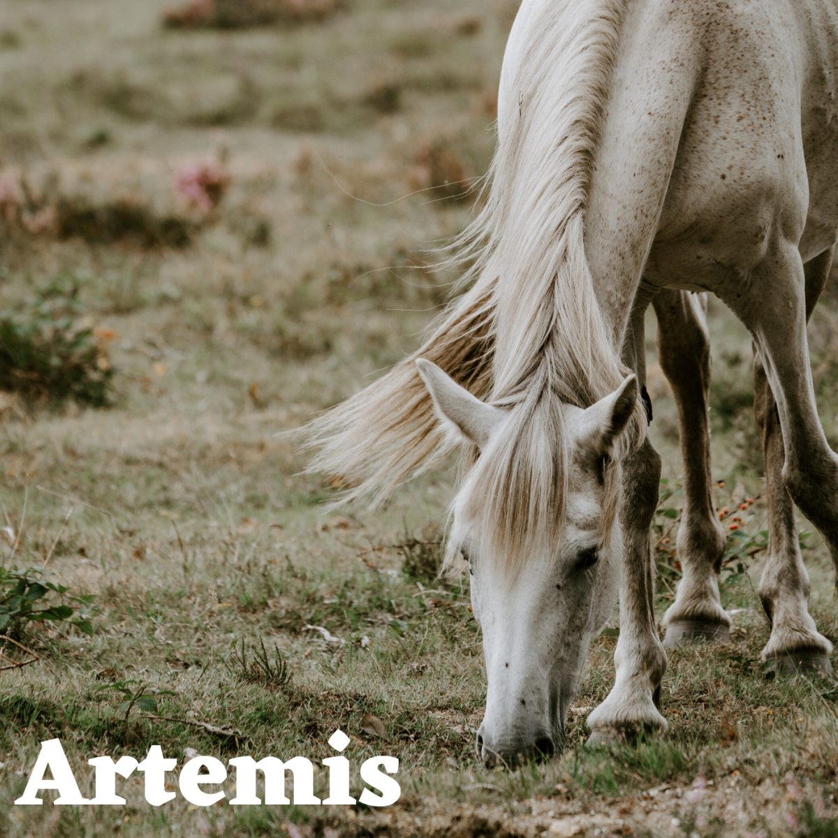 Artemis would be a lovely name for a free-spirited horse who loves to wander and explore. 