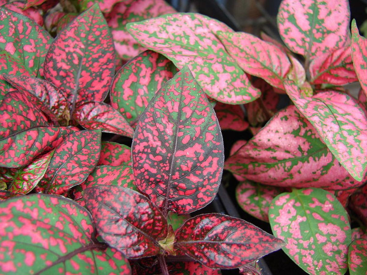 A polka dot plant with darker, rose spots.