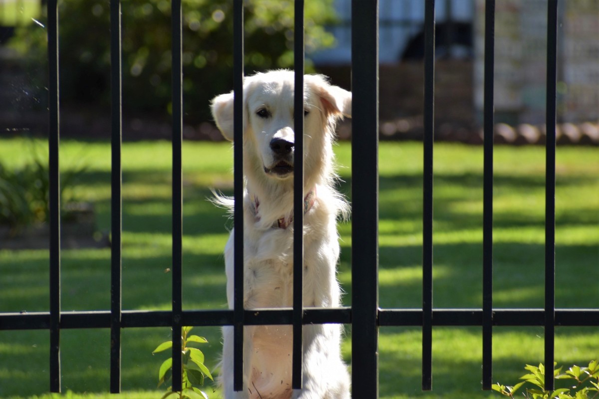 Outdoor dog pen and gate