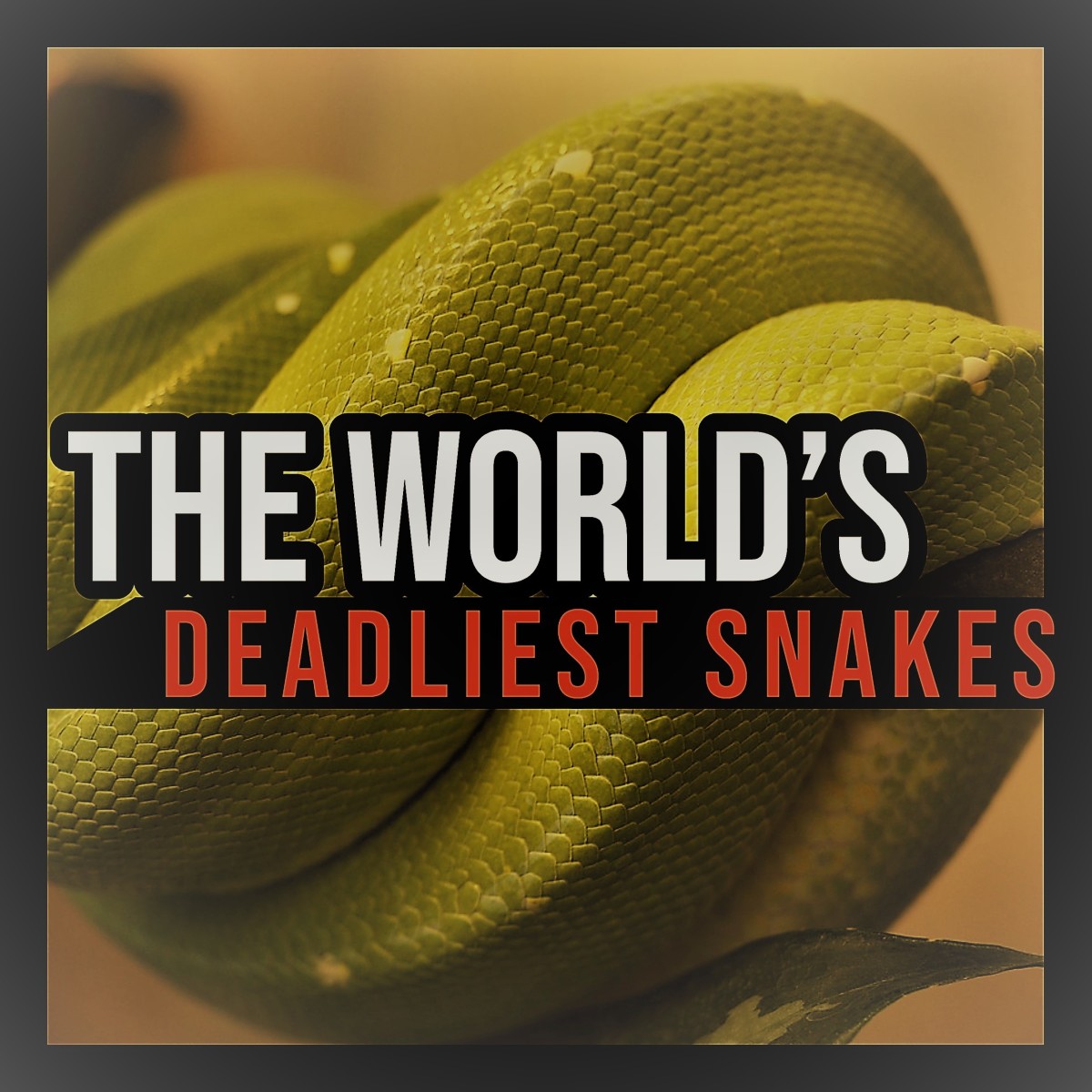 The 25 Deadliest Snakes Ranked