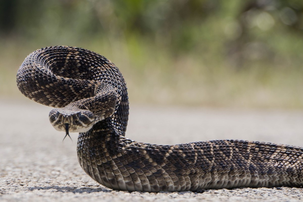 The deadly Eastern Diamondback Rattlesnake