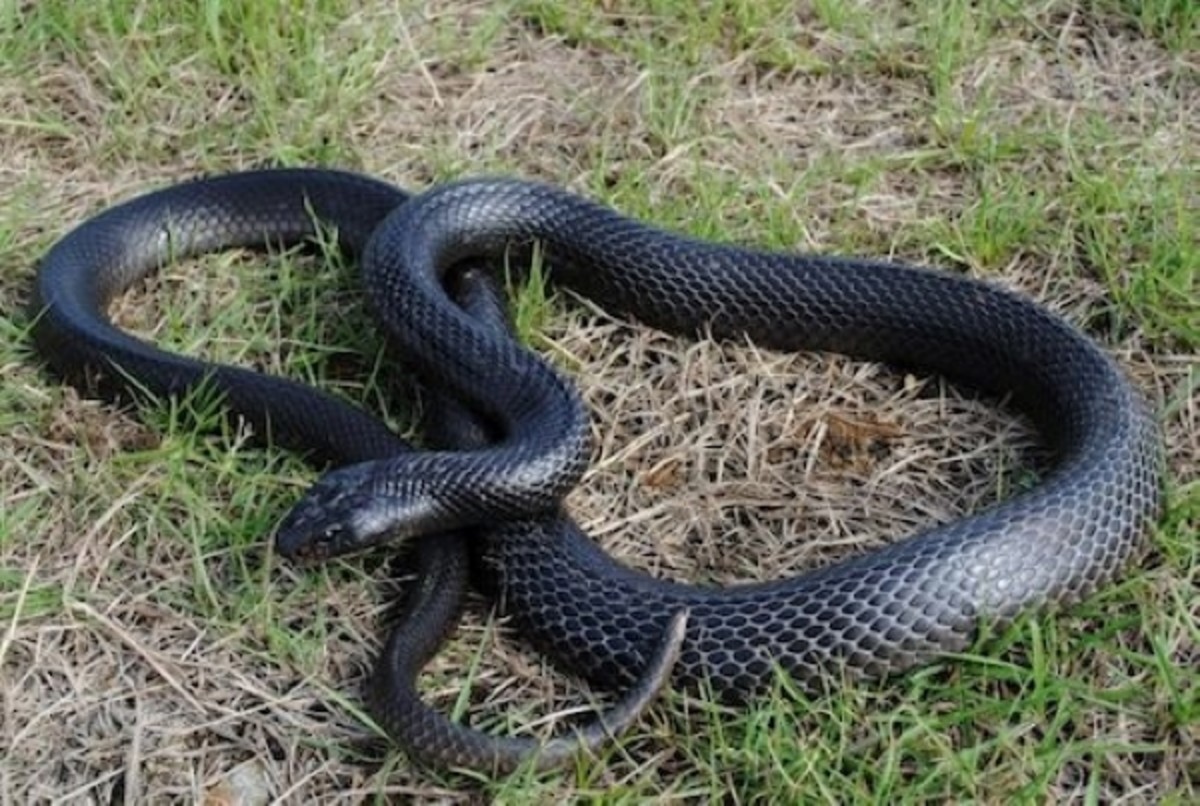 The Papuan Black Snake