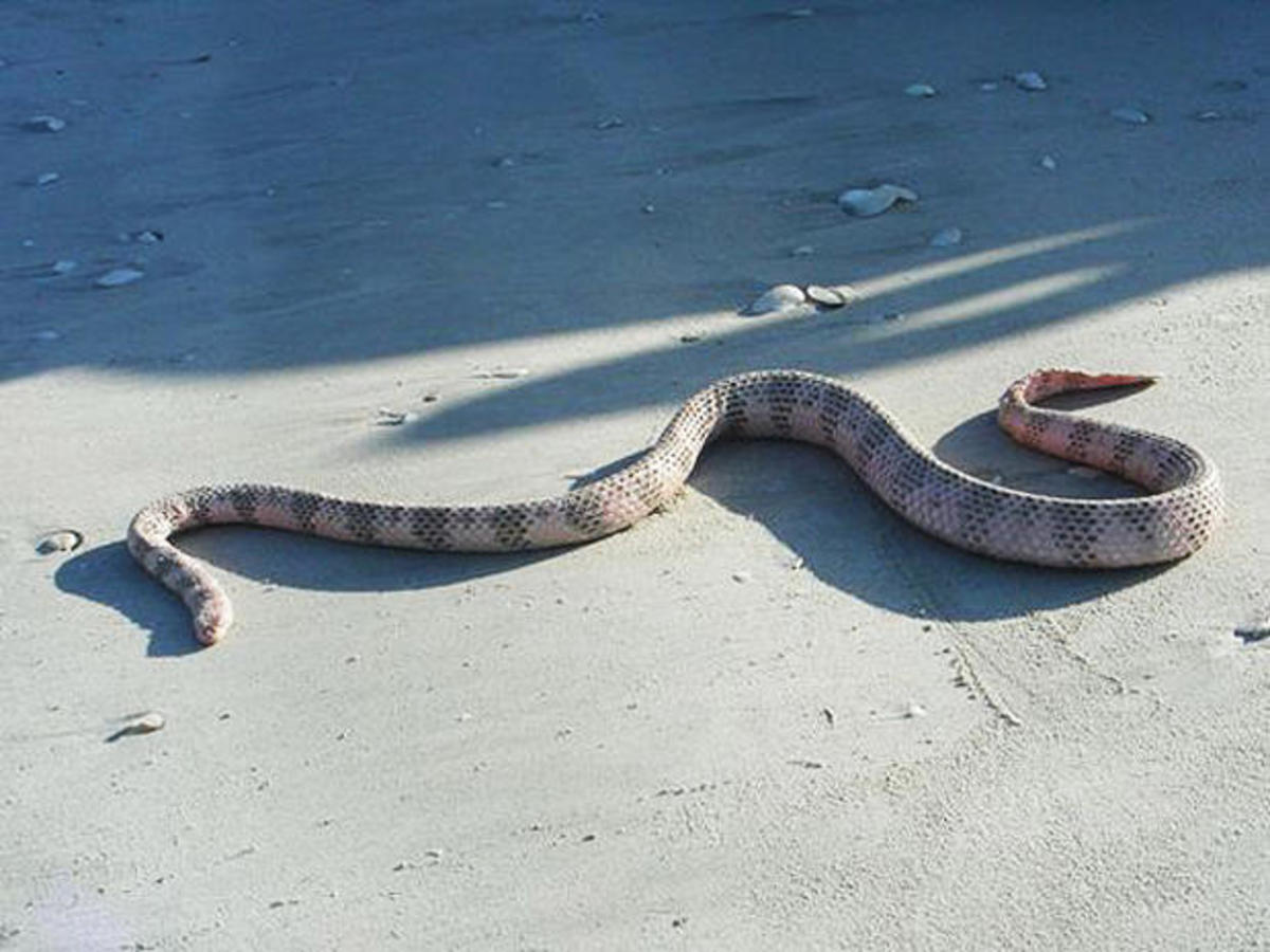 The Dubois' Sea Snake