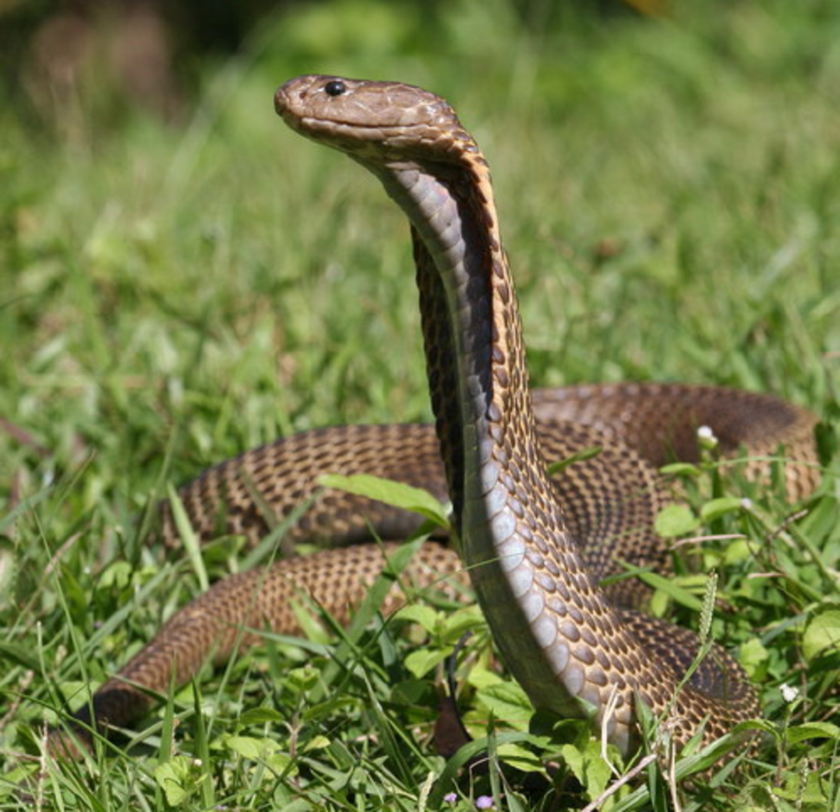 致命的菲律宾眼镜蛇