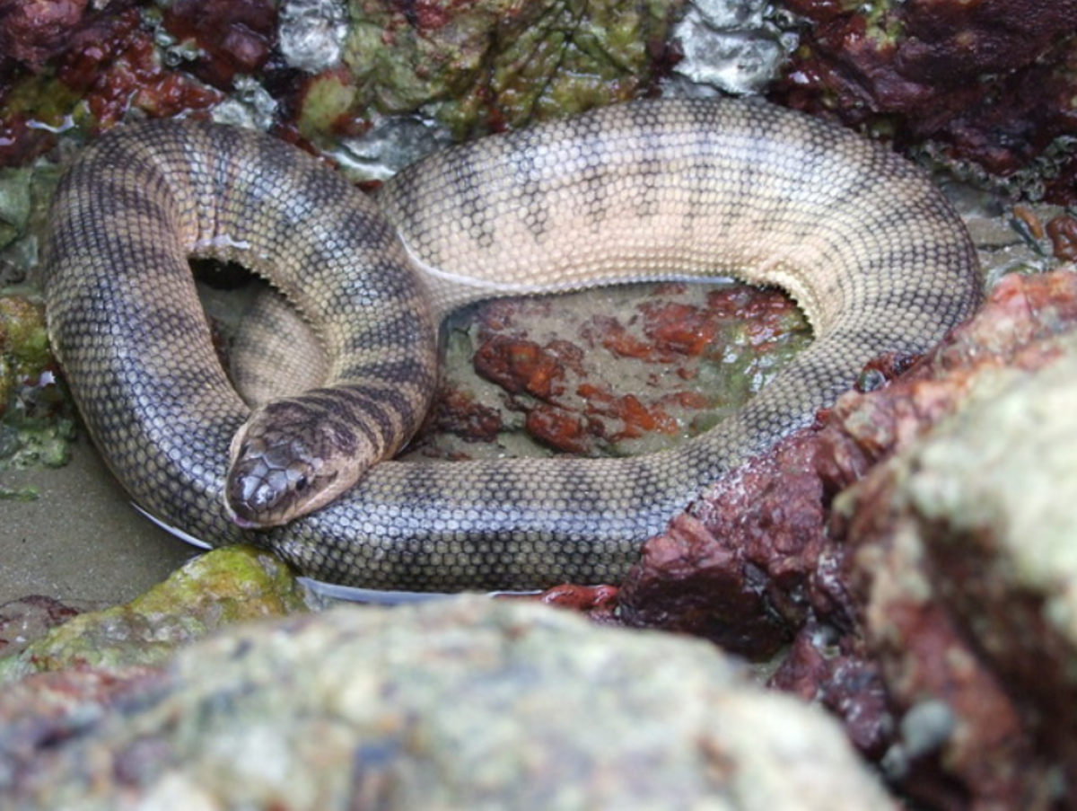 The Beaked Sea Snake.