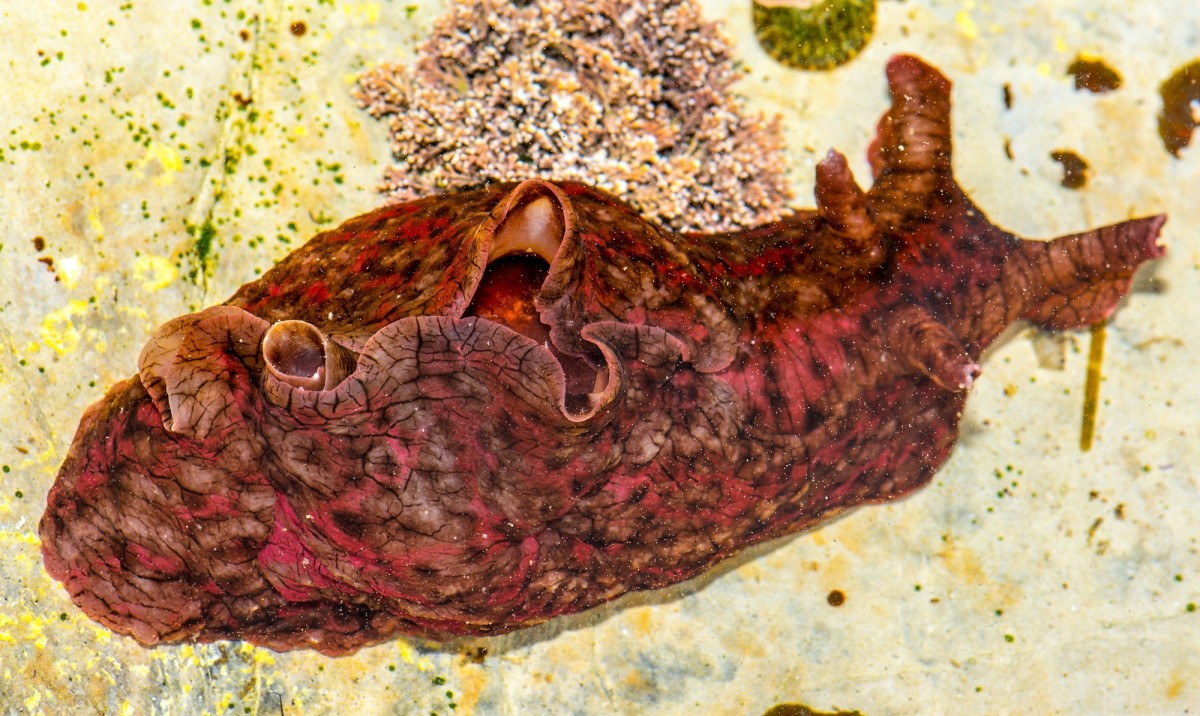 A California sea hare with the parapodia wrapped around its body (The tentacles on the right are at the front of the animal.)