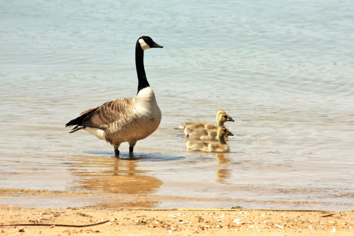 Mother goose watching over her little goslings.