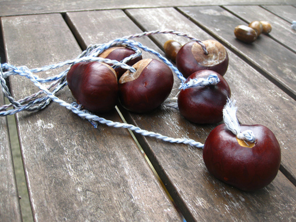 Conkers ready for action.