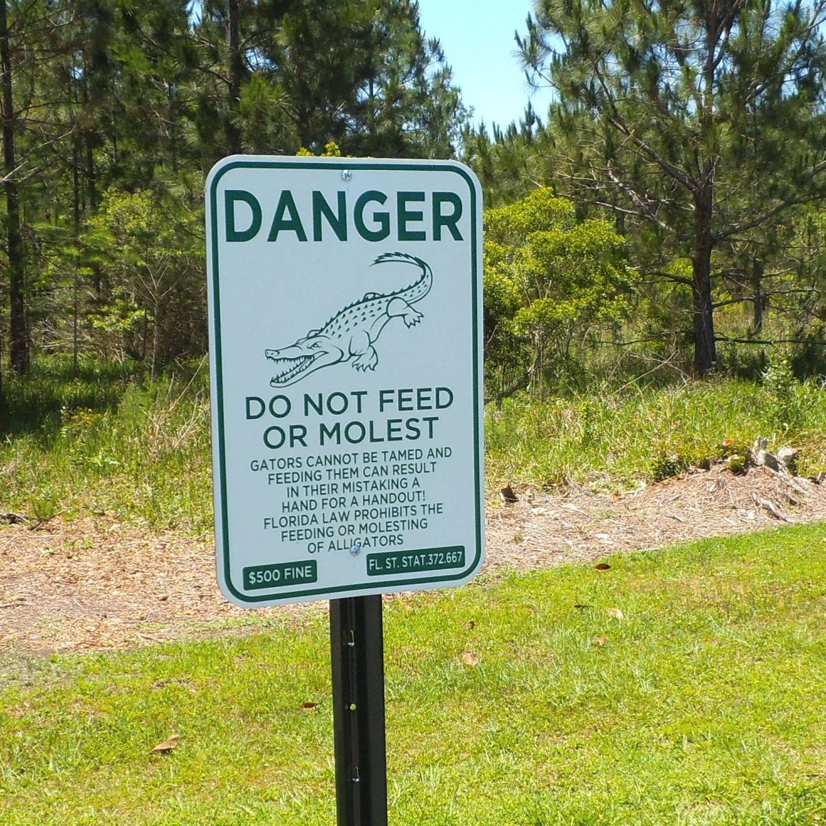 Always stay away from alligators.