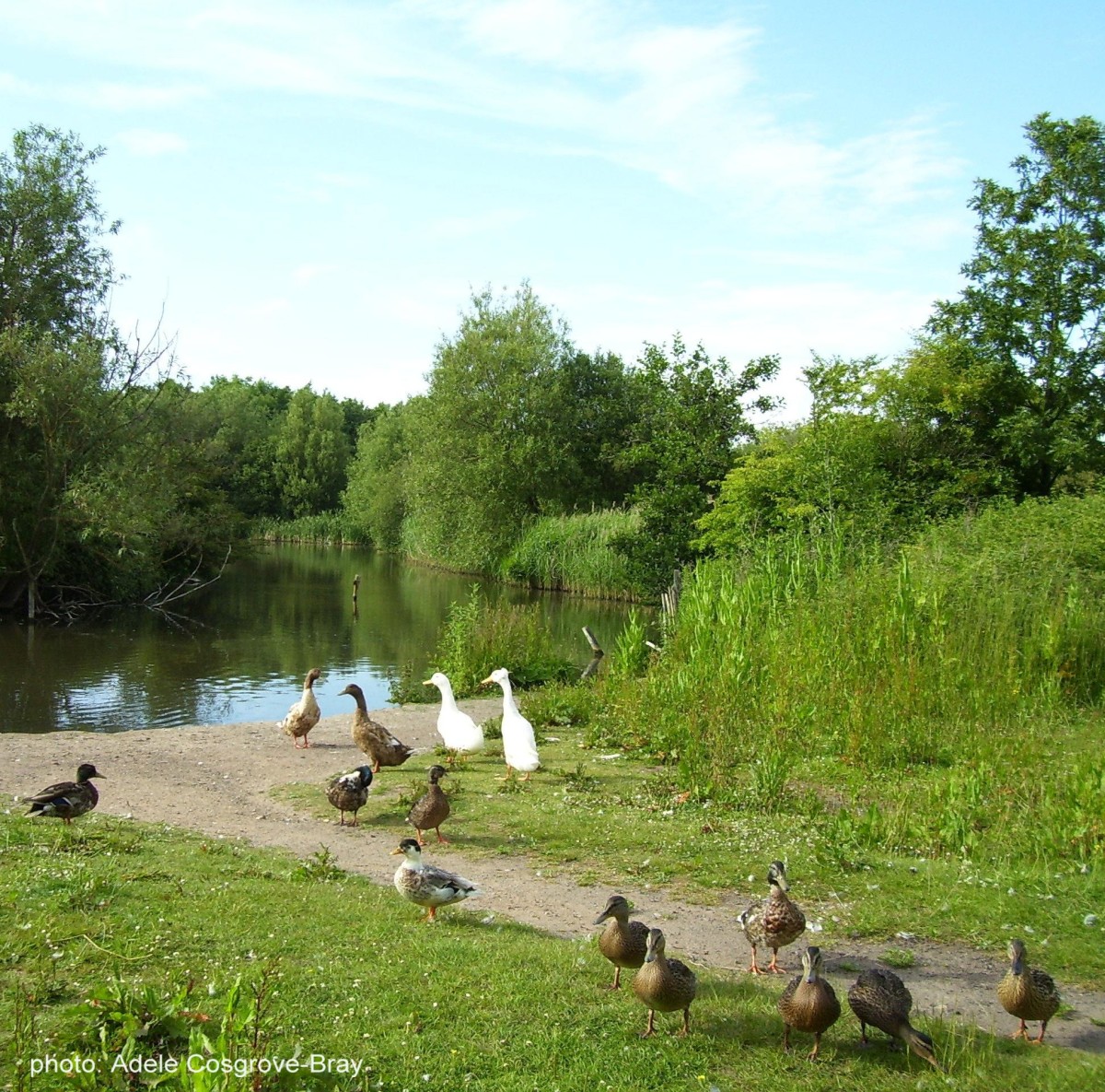 Gilroy Nature Park is a haven for wildfowl.