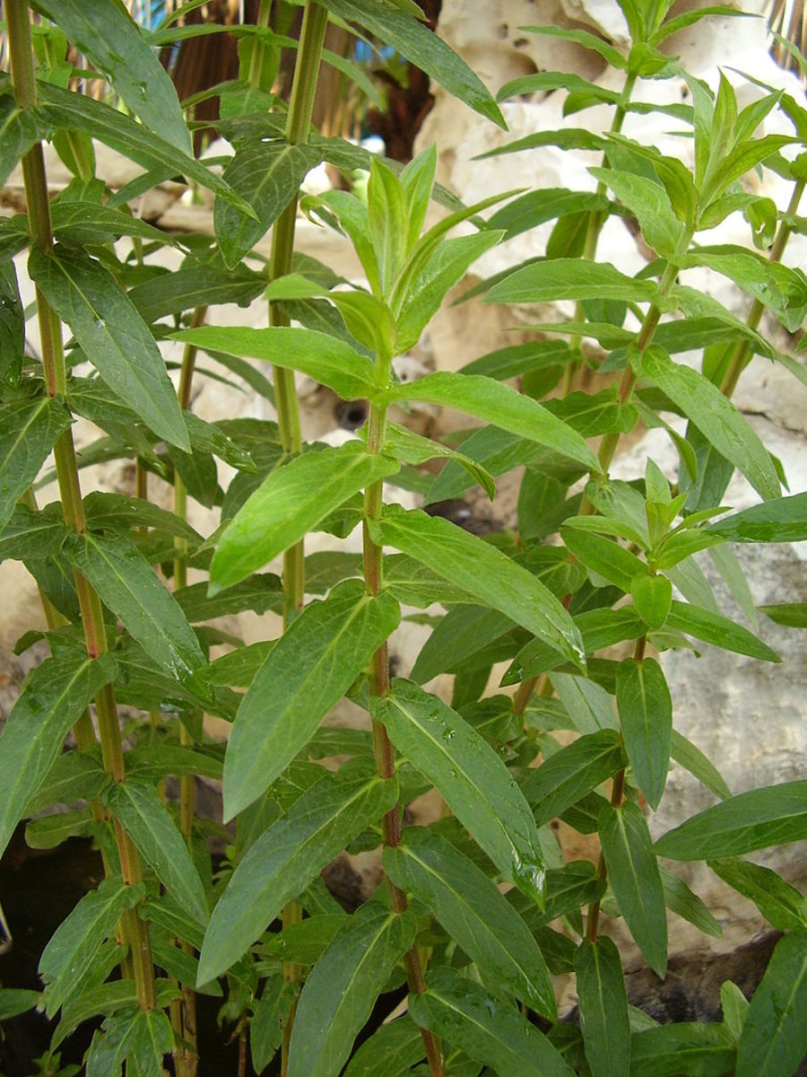 The leaves grow in pairs opposite each other on the stems.