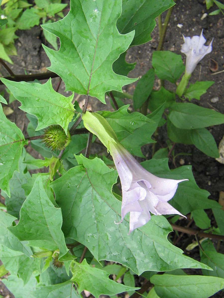 The beautiful (but deadly) Jimson Weed.