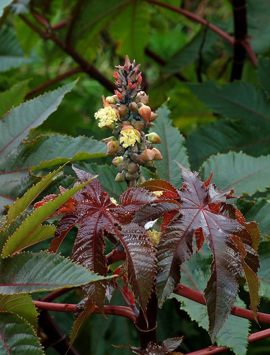 The Castor Bean Plant (world's deadliest and most poisonous plant).