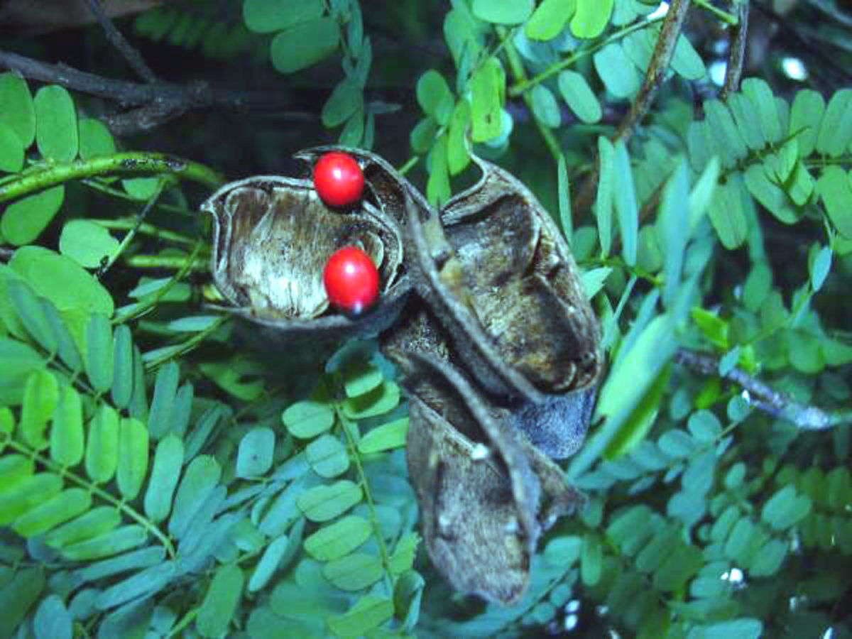 The deadly Rosary Pea.