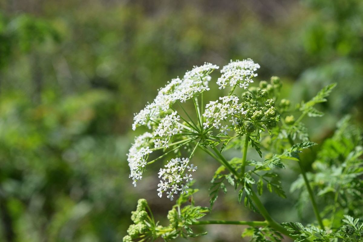 The Top 10 Deadliest Plants in the World Dengarden